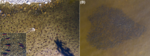 Imagery obtained via drone of fish schooling