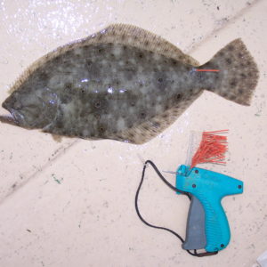 Hallprint Externally Visible Individual ID Fish Tags