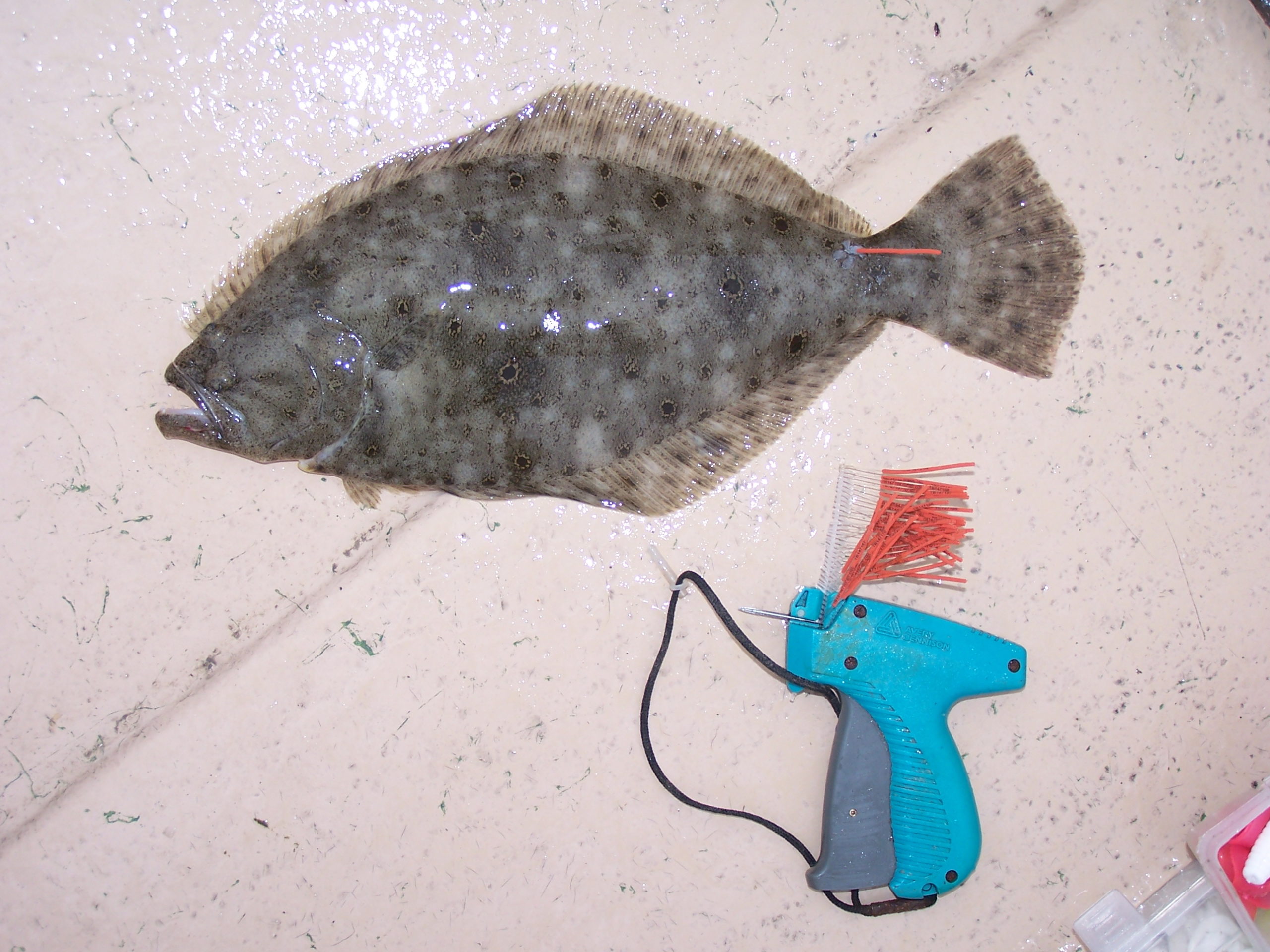 Hallprint Externally Visible Individual ID Fish Tags