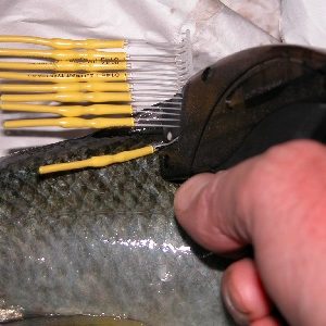 Hinchinbrook External PIT Tags