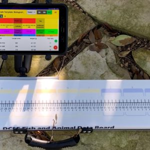 Big Fin Scientific Digital Fish Boards